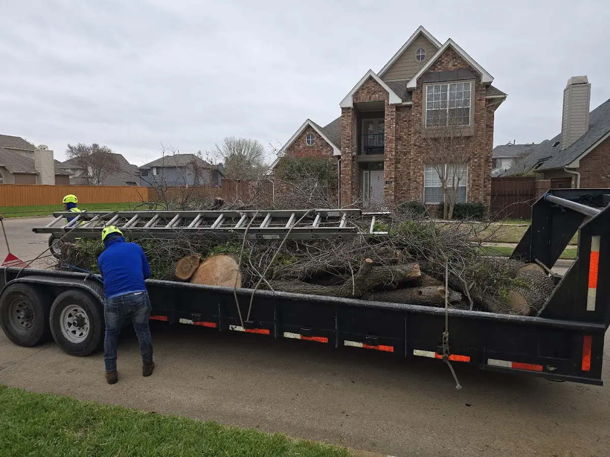 Expert Tree Removal with proper safety equipment in Hastings